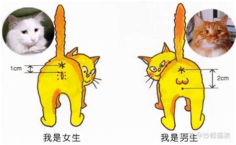 貓的屬性|猫